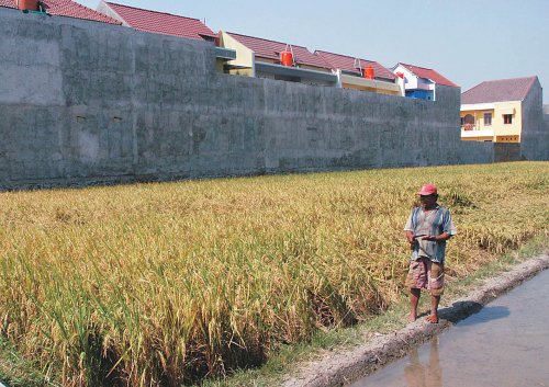 3 Tahun, Hampir 800 Ha Lahan Pertanian di Kabupaten Serang Lenyap